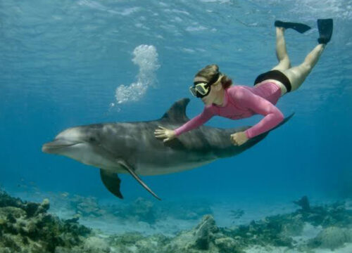 swimming with dolphins